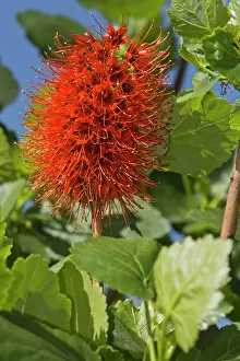Bottlebrush: Glossy Berg Bottlebrush Drakensberg Mountains, South Africa