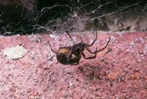 Bipunctata: Glossy Black Spider - common around houses