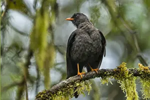 Alto: Glossy-black Thrush (Turdus serranus) Natural Reserve
