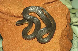 Crayfish: Glossy Crayfish Snake