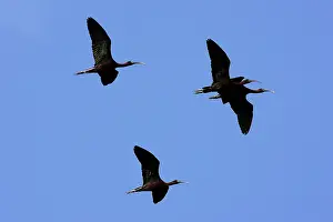Falcinellus: Glossy Ibis