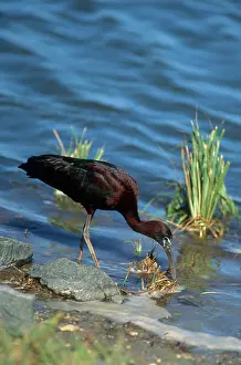 Ibises: Glossy Ibis