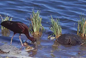 Spawning: Glossy Ibis