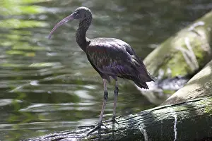 Falcinellus: Glossy Ibis