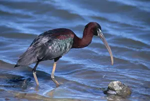 Ibises: Glossy Ibis