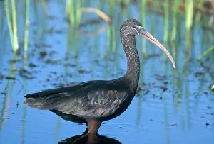 Ibises: Glossy Ibis