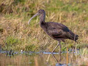 Helicopter: Glossy Ibis