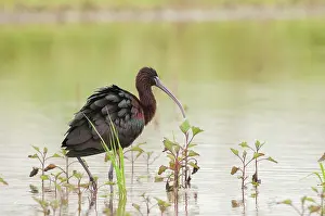 Falcinellus: Glossy Ibis