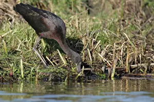 Falcinellus: Glossy Ibis