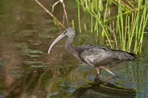 Falcinellus: Glossy Ibis