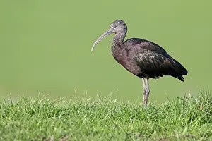 Glossy: Glossy Ibis
