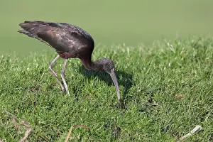 Glossy: Glossy Ibis