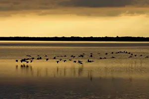 Glossy: Glossy Ibis