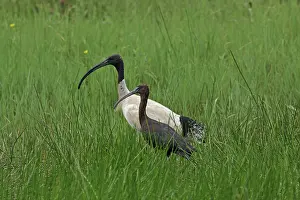 Glossy: Glossy Ibis