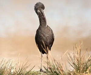 Neighborhood: Glossy Ibis