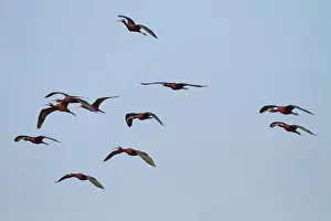 Greece: Glossy Ibis