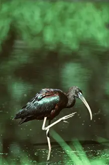 Ibis: GLOSSY IBIS - adult, wading, one leg up