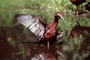 GLOSSY IBIS - adult, with one wing out