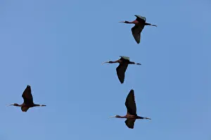 Falcinellus: Glossy Ibis - four adults in flight