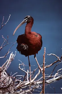 Ibis: GLOSSY IBIS - in bare tree