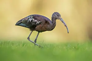 Ibis: Glossy Ibis - Cornwall - UK