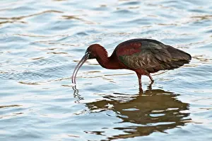 Falcinellus: Glossy Ibis - feeding in shallow water