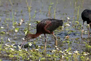 Falcinellus: Glossy Ibis feeding in shallow wetland