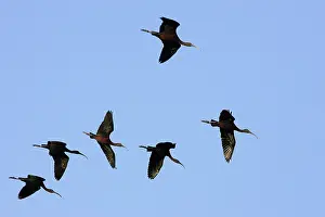 Falcinellus: Glossy Ibis - in flight