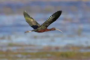 Falcinellus: Glossy Ibis - in flight