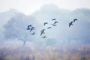 Falcinellus: Glossy Ibis - flock in flight