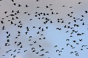 Falcinellus: Glossy Ibis - flock in flight