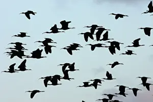 Falcinellus: Glossy Ibis - flock in flight