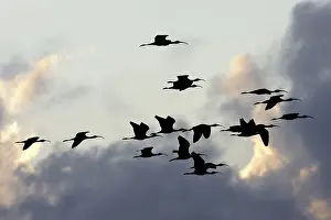 Falcinellus: Glossy Ibis - flock in flight