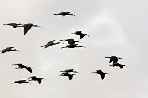 Falcinellus: Glossy Ibis - flock in flight