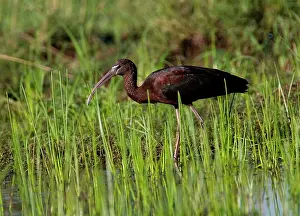 Falcinellus: Glossy Ibis - at a flooded grassy area