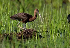 Falcinellus: Glossy Ibis - at a flooded grassy area