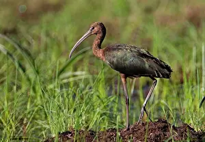 Falcinellus: Glossy Ibis - at a flooded grassy area