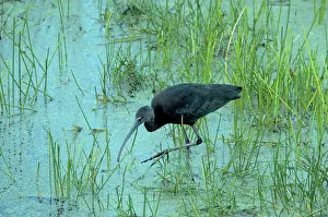 Falcinellus: Glossy Ibis, Florida
