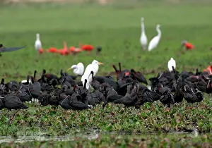 Falcinellus: Glossy Ibis - group