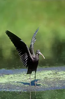 Falcinellus: Glossy Ibis - juvenile displaying