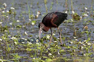 Falcinellus: Glossy Ibis with leaf in beak