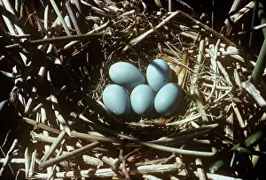 Falcinellus: Glossy Ibis - nest of eggs