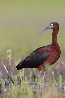 Ibis: Glossy ibis (Plegadis falcinellus), Floating Hide fixed