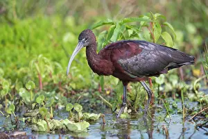 Glossy: Glossy Ibis, Plegadis falcinellus feeding. A dark wading bir