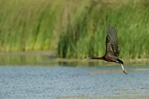 Scrub: Glossy Ibis (Plegadis Falcinellus) flying