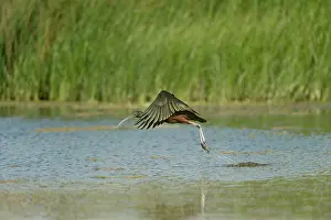 Scrub: Glossy Ibis (Plegadis Falcinellus) flying