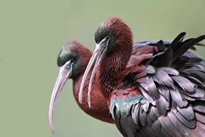 Danube: Glossy Ibis (Plegadis falcinellus) portrait, Danube