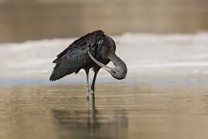 Flat: Glossy Ibis (Plegadis falcinellus) preening