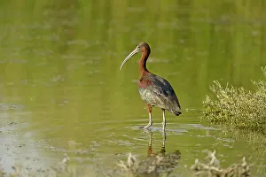 Scrub: Glossy Ibis (Plegadis Falcinellus) resting