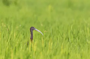 Ebro: Glossy Ibis (Plegadis falcinellus). In a rice field